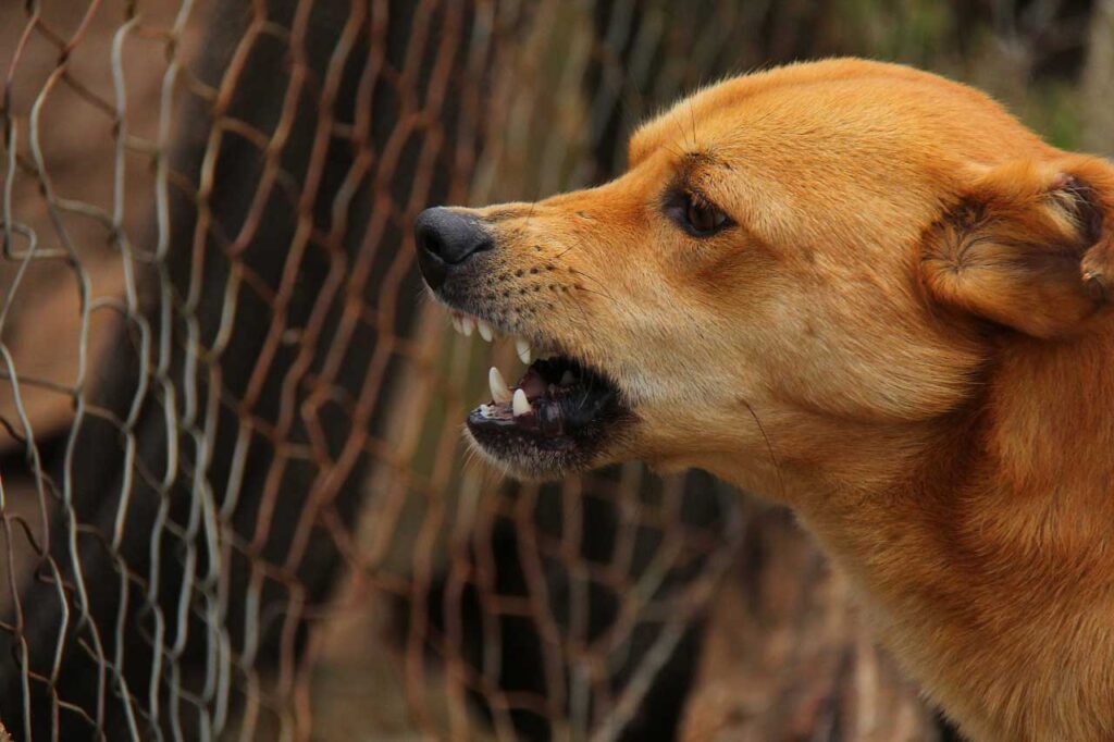 Dog Bite Injury